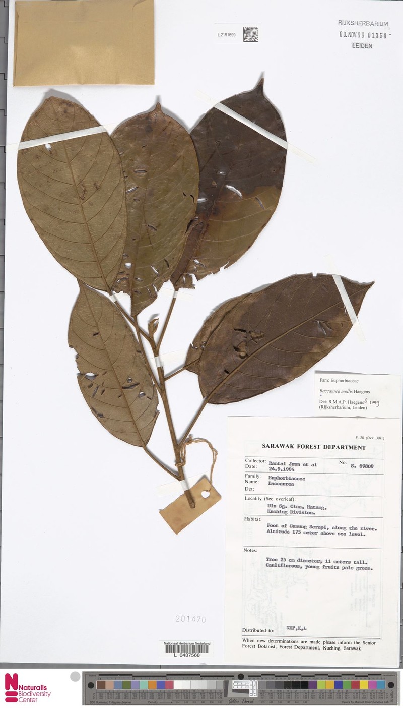 Baccaurea mollis photo 4