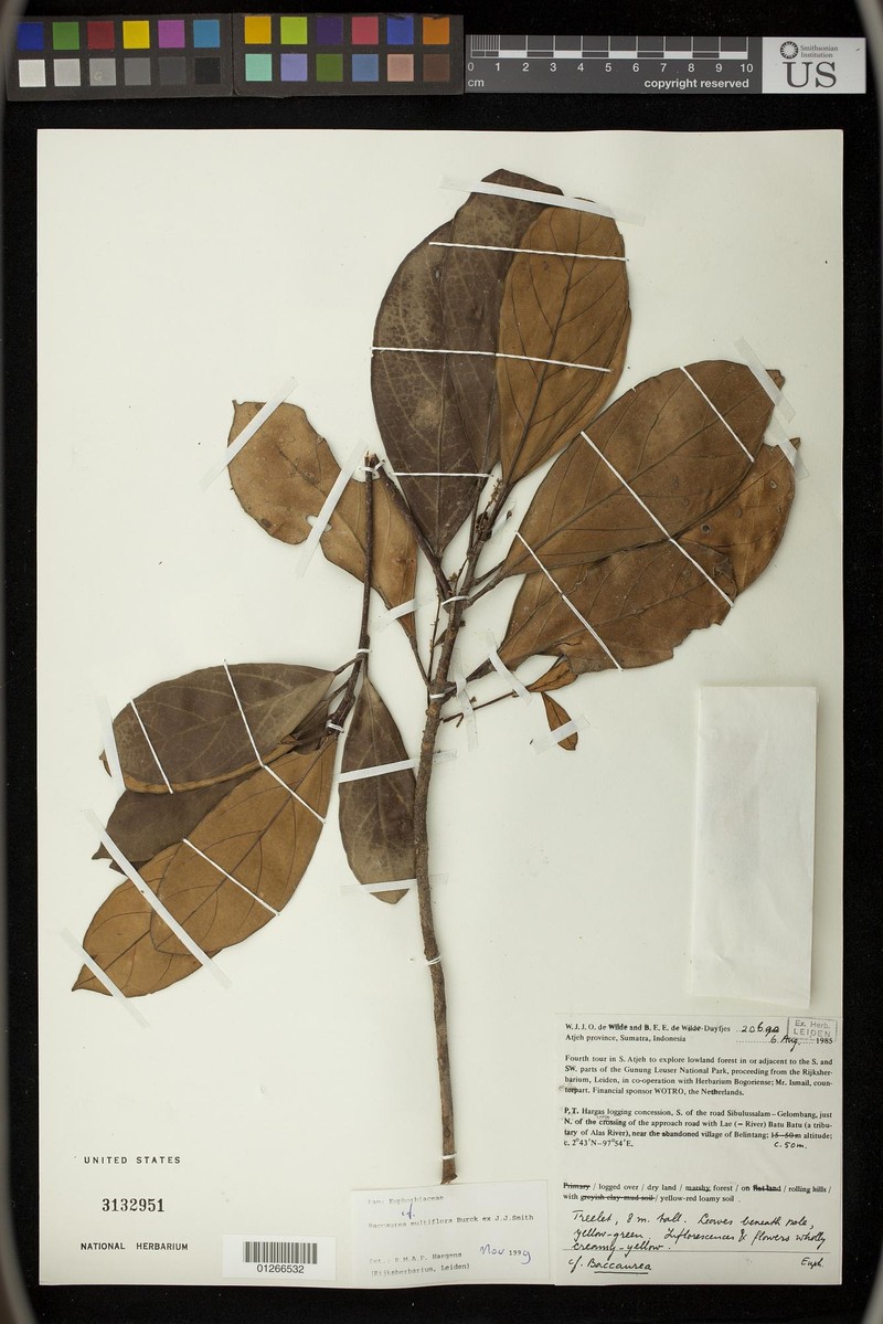 Baccaurea multiflora