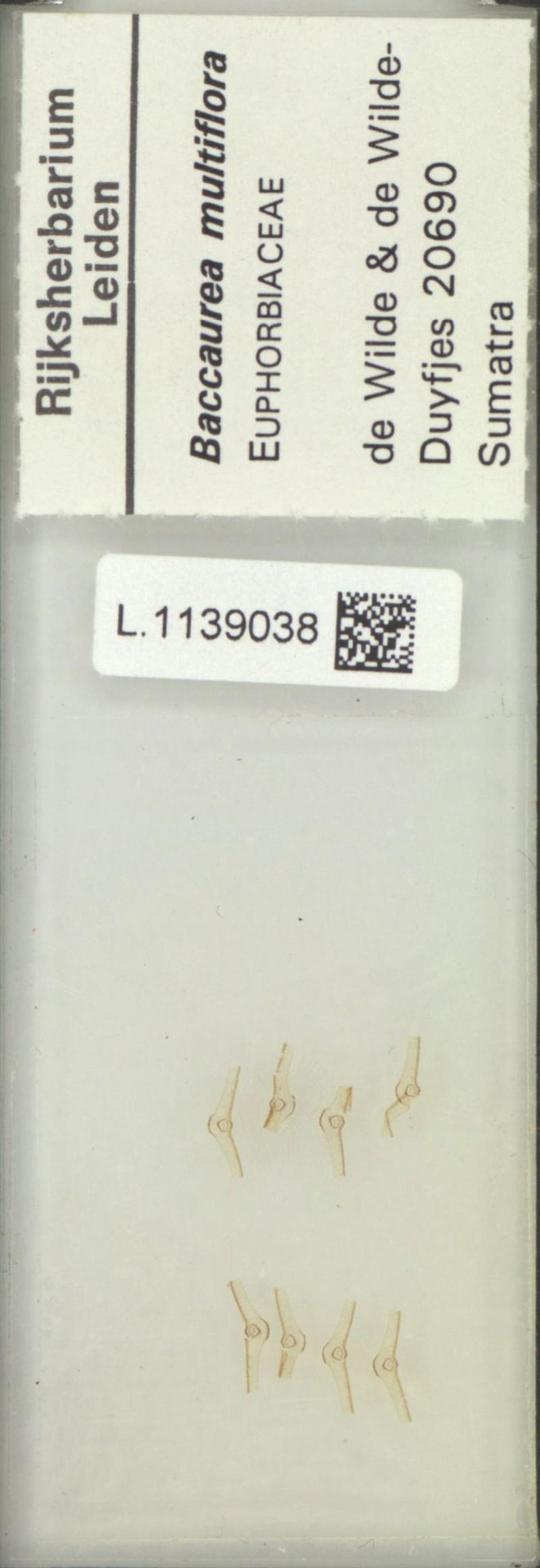 Baccaurea multiflora photo 2