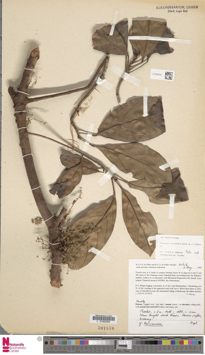 Baccaurea multiflora photo 3