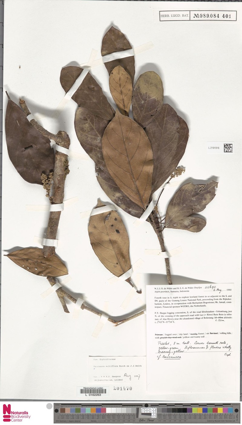 Baccaurea multiflora photo 4