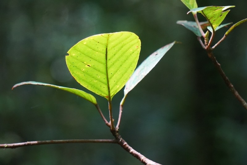 Baccaurea nanihua