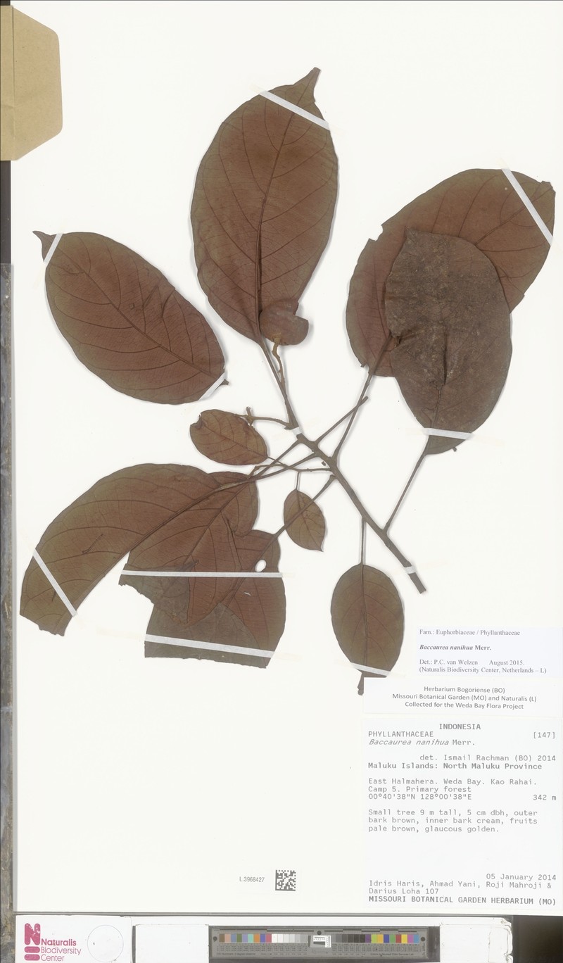 Baccaurea nanihua photo 2