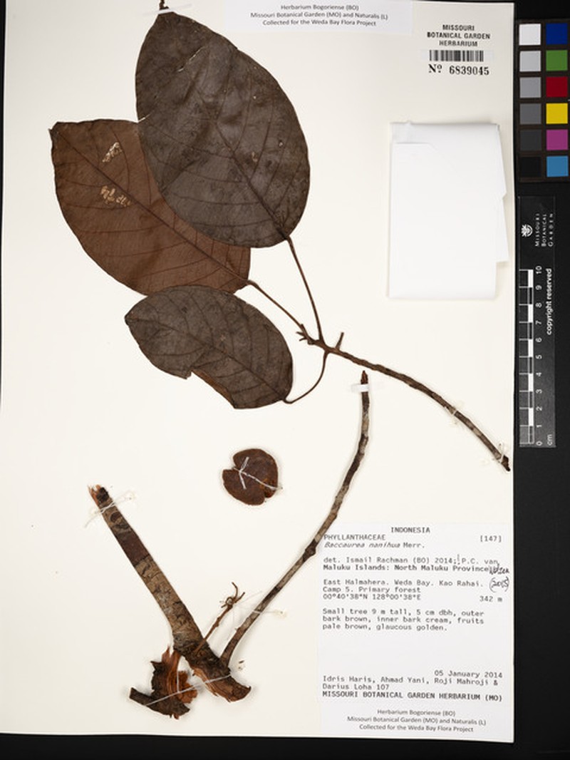 Baccaurea nanihua photo 3