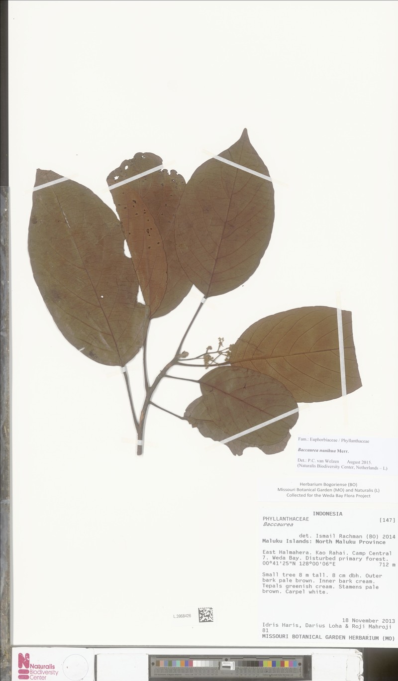 Baccaurea nanihua photo 4