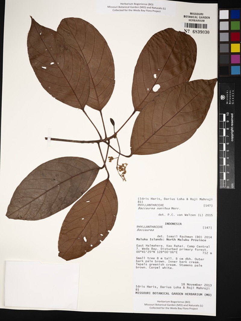 Baccaurea nanihua photo 5