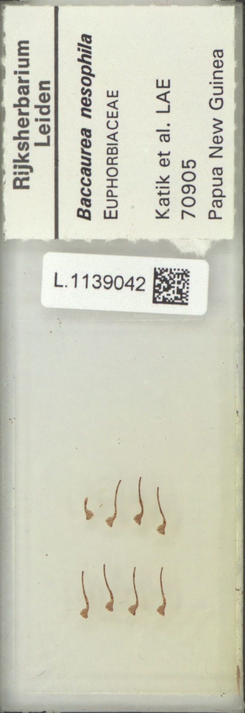 Baccaurea nesophila