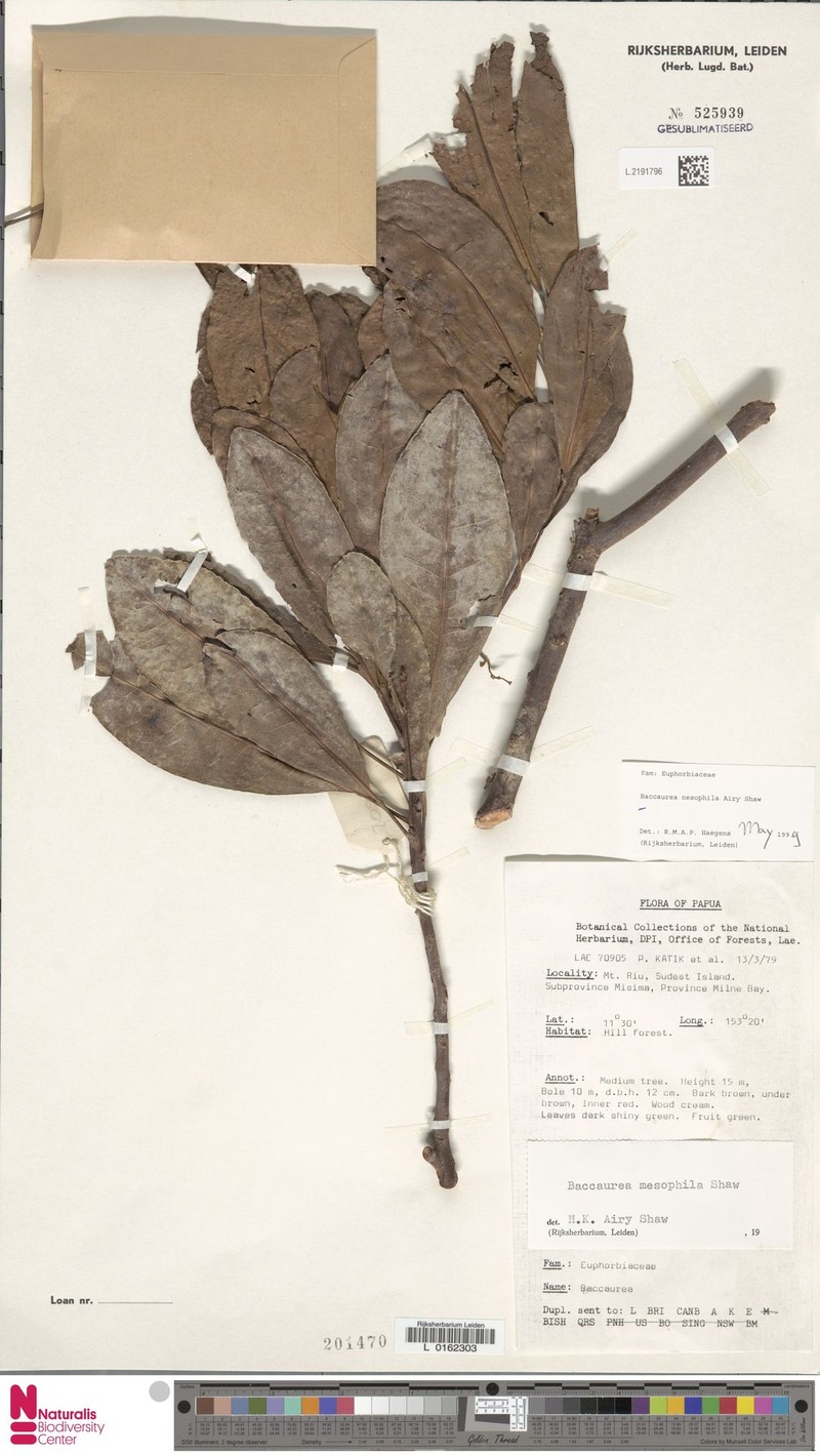 Baccaurea nesophila photo 2