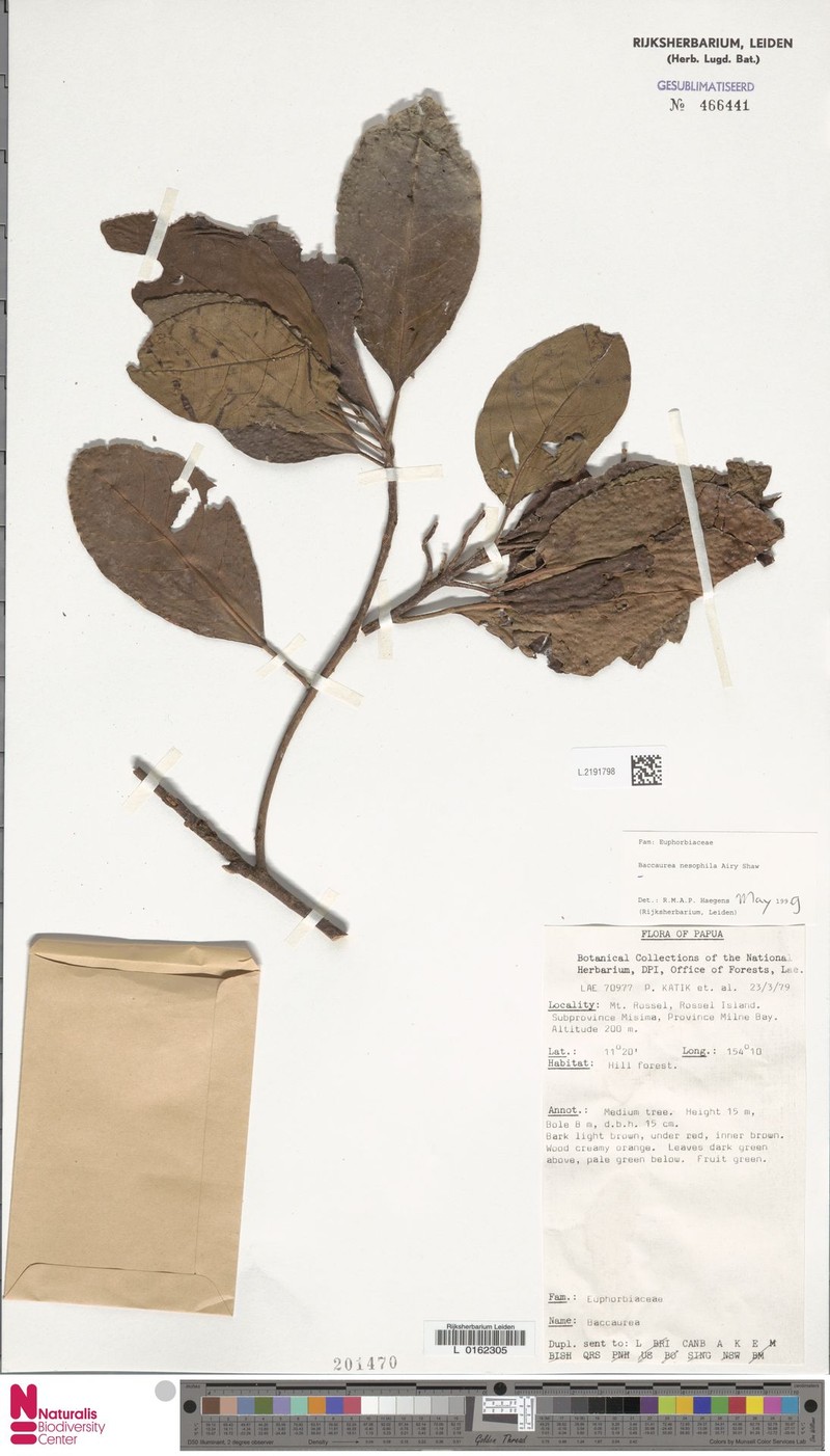 Baccaurea nesophila photo 3