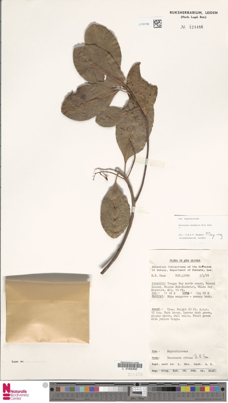 Baccaurea nesophila photo 4