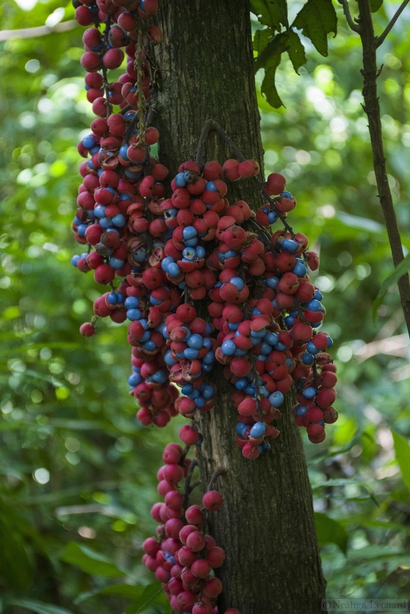 Baccaurea odoratissima