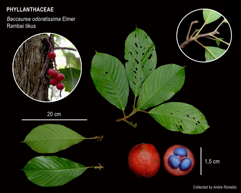 Baccaurea odoratissima photo 3