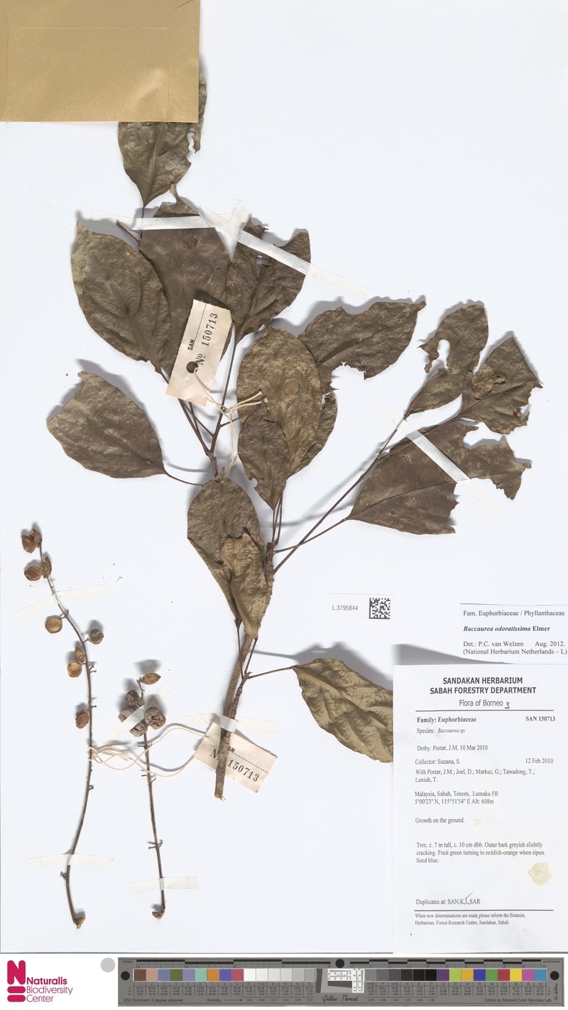 Baccaurea odoratissima photo 4