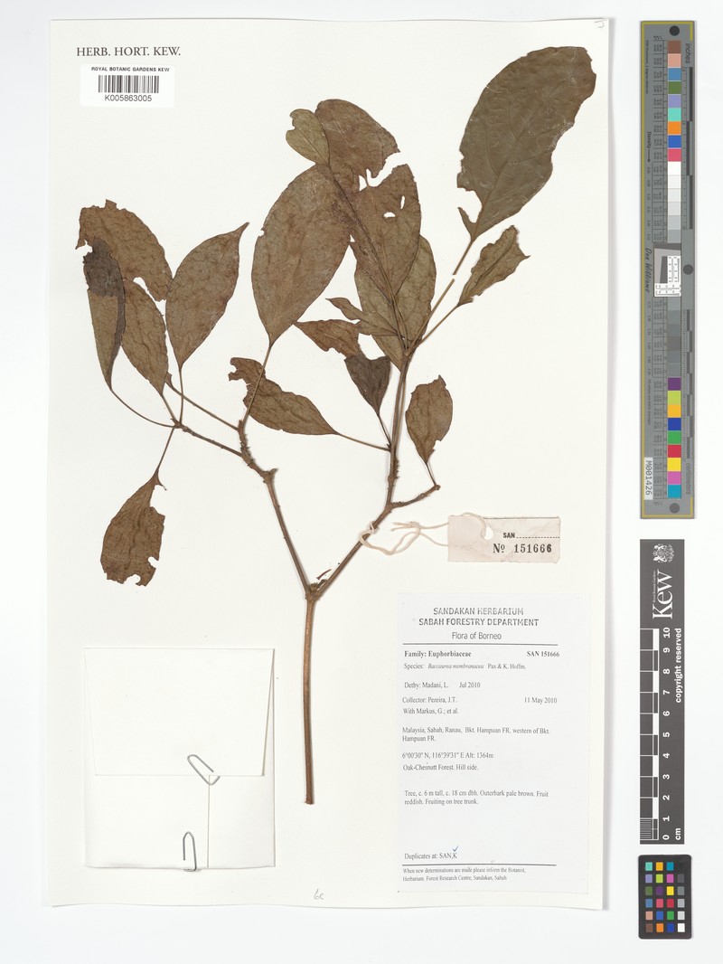 Baccaurea odoratissima photo 5