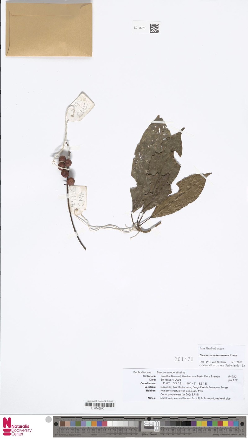 Baccaurea odoratissima photo 6