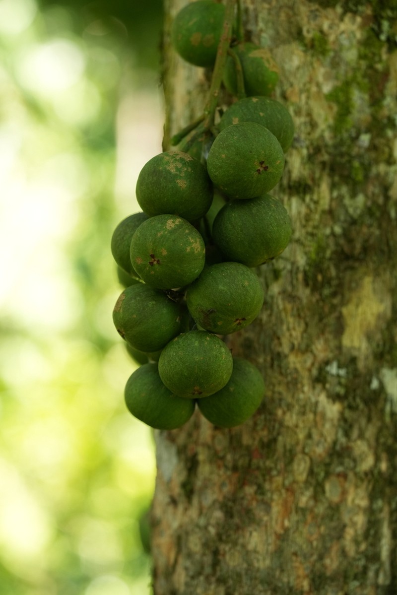 Baccaurea papuana