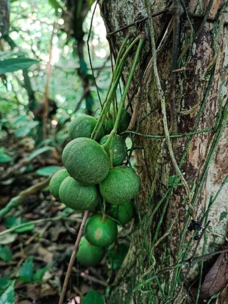 Baccaurea papuana photo 2