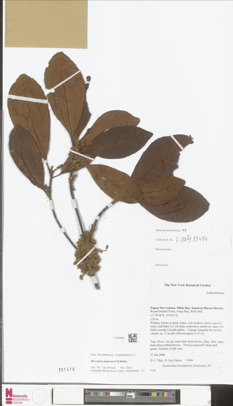 Baccaurea papuana photo 3