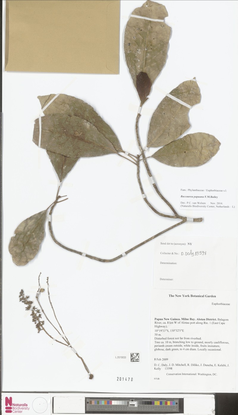 Baccaurea papuana photo 4
