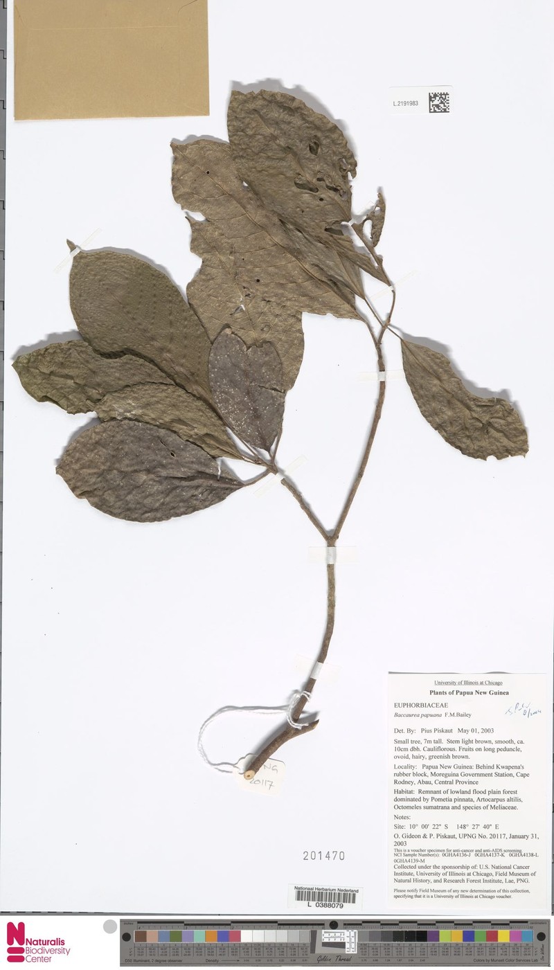 Baccaurea papuana photo 5