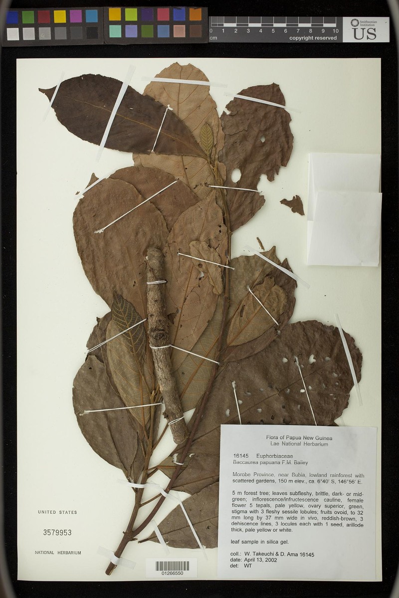 Baccaurea papuana photo 6