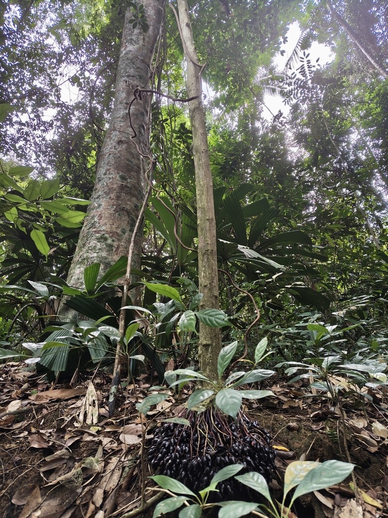 Baccaurea parviflora