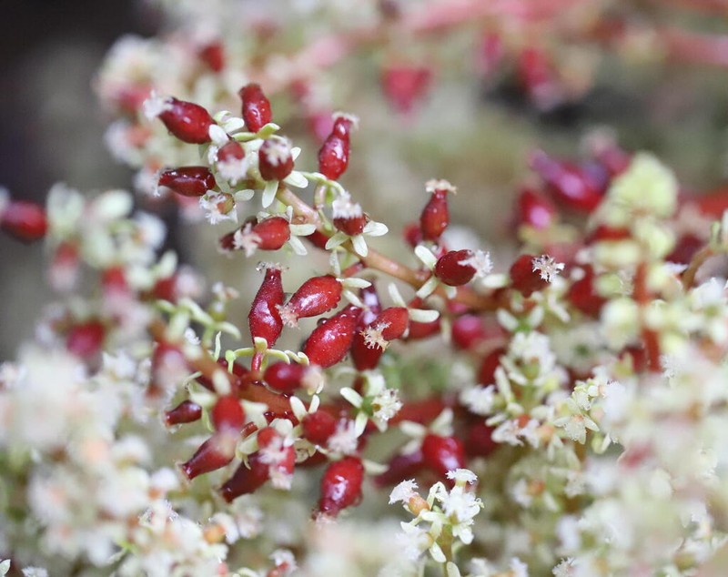 Baccaurea parviflora photo 2