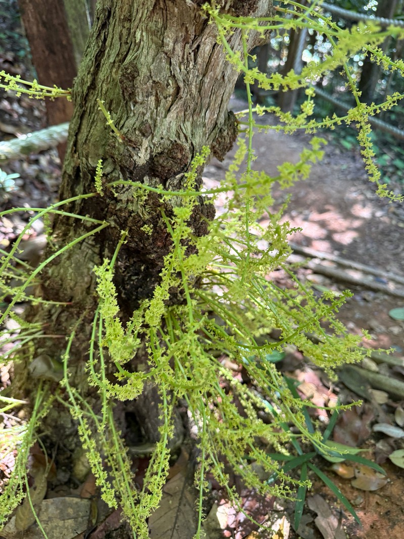 Baccaurea parviflora photo 3