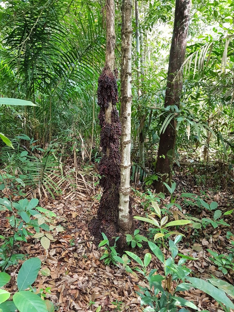 Baccaurea parviflora photo 4