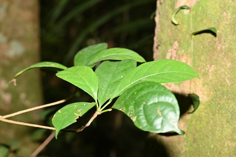 Baccaurea parviflora photo 5