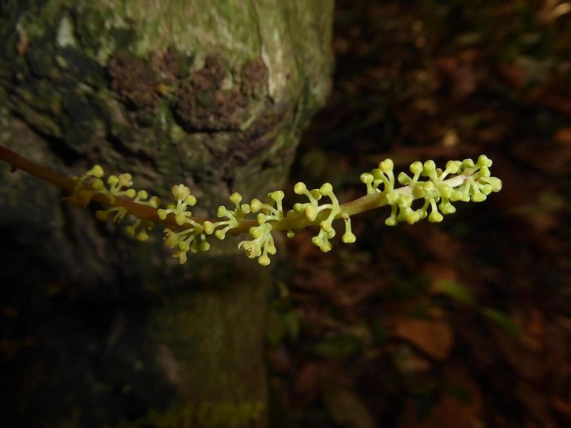 Baccaurea parviflora photo 6