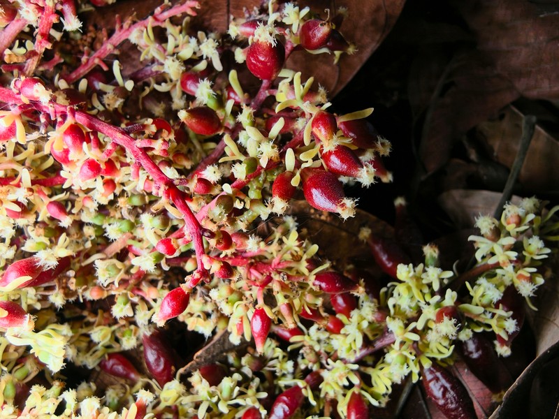 Baccaurea parviflora photo 7