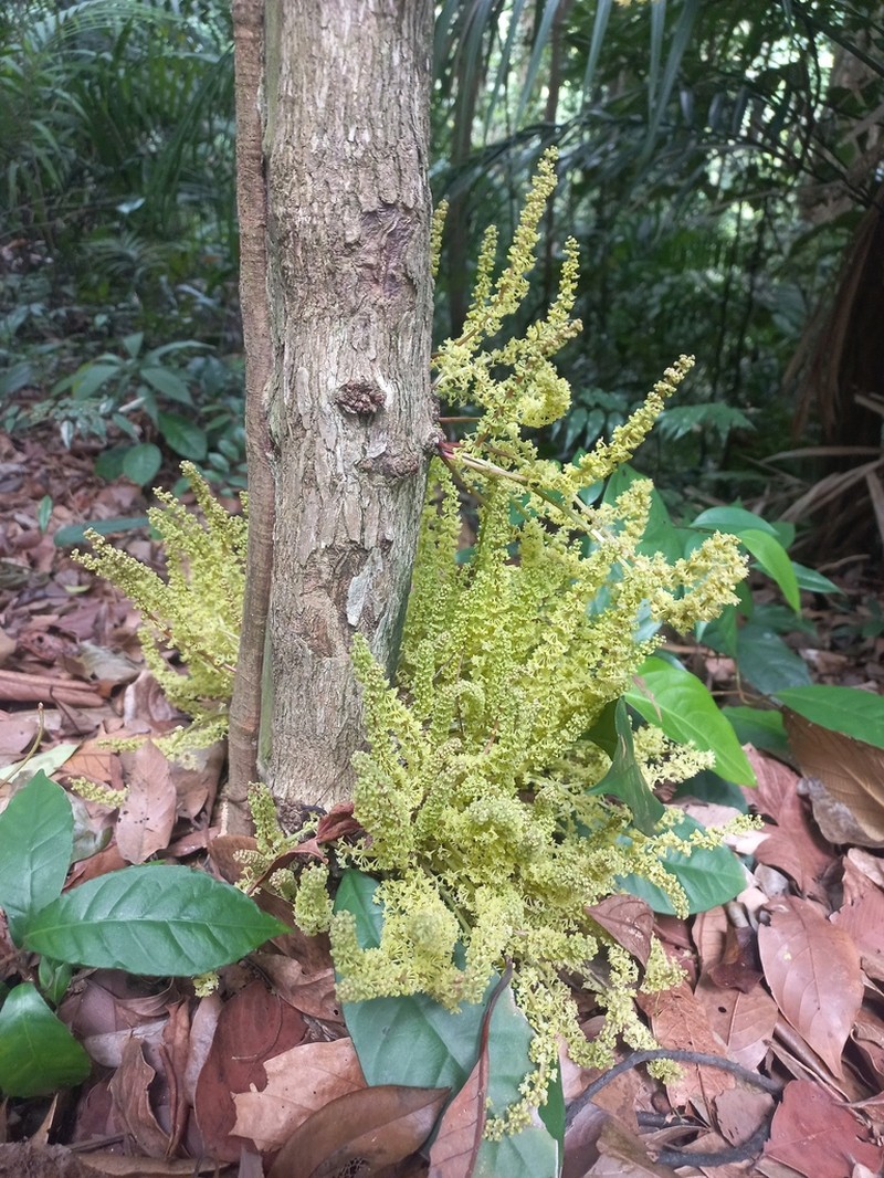 Baccaurea parviflora photo 8