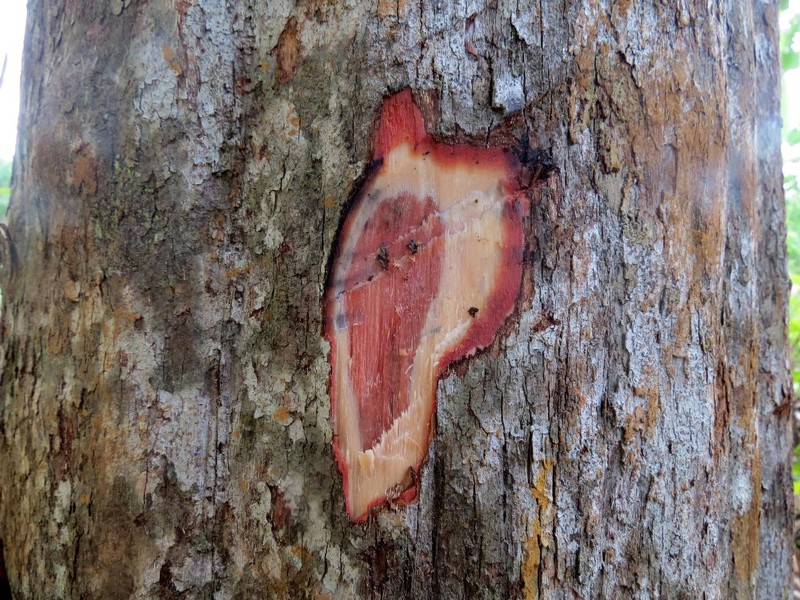 Baccaurea philippinensis