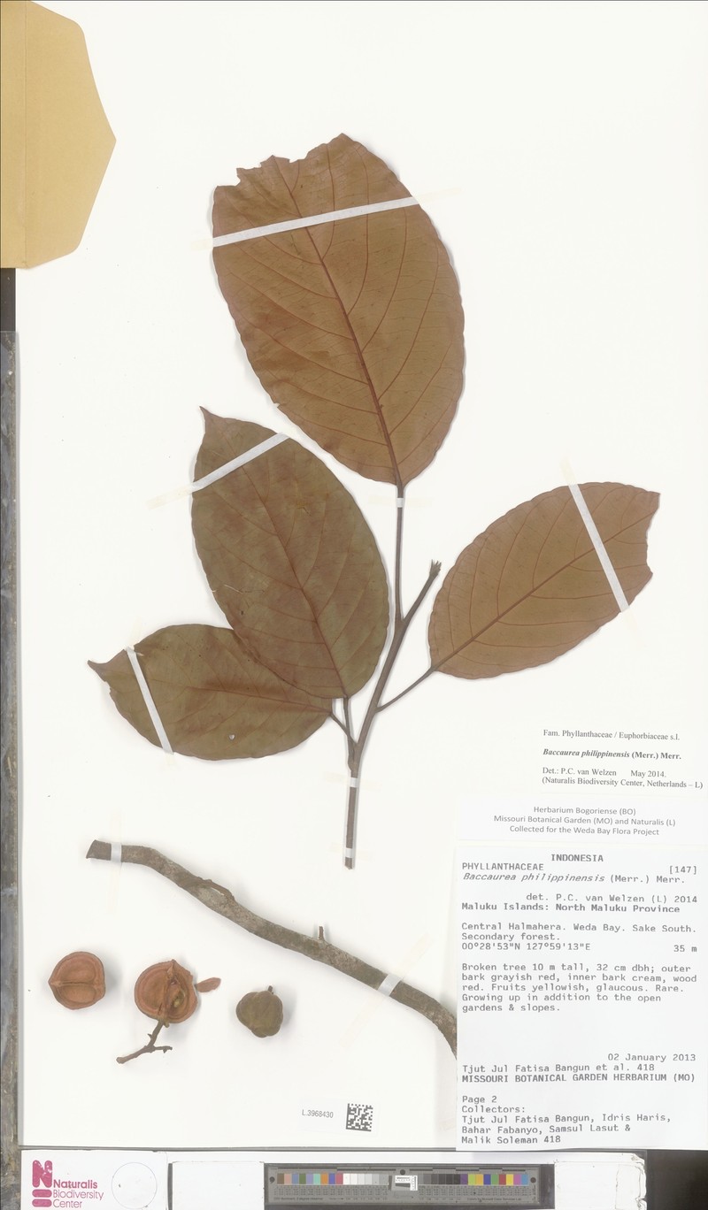 Baccaurea philippinensis photo 2