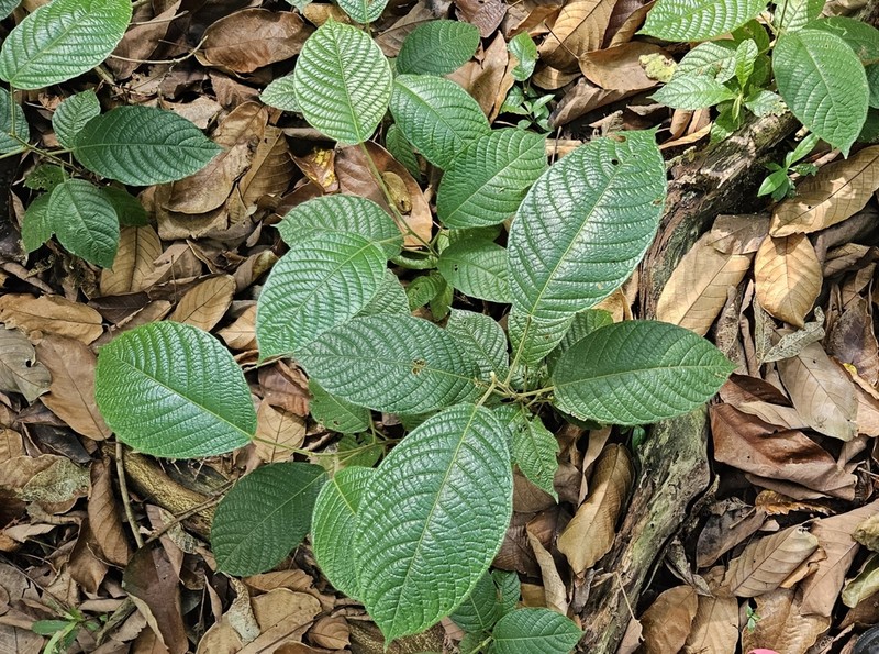 Baccaurea polyneura