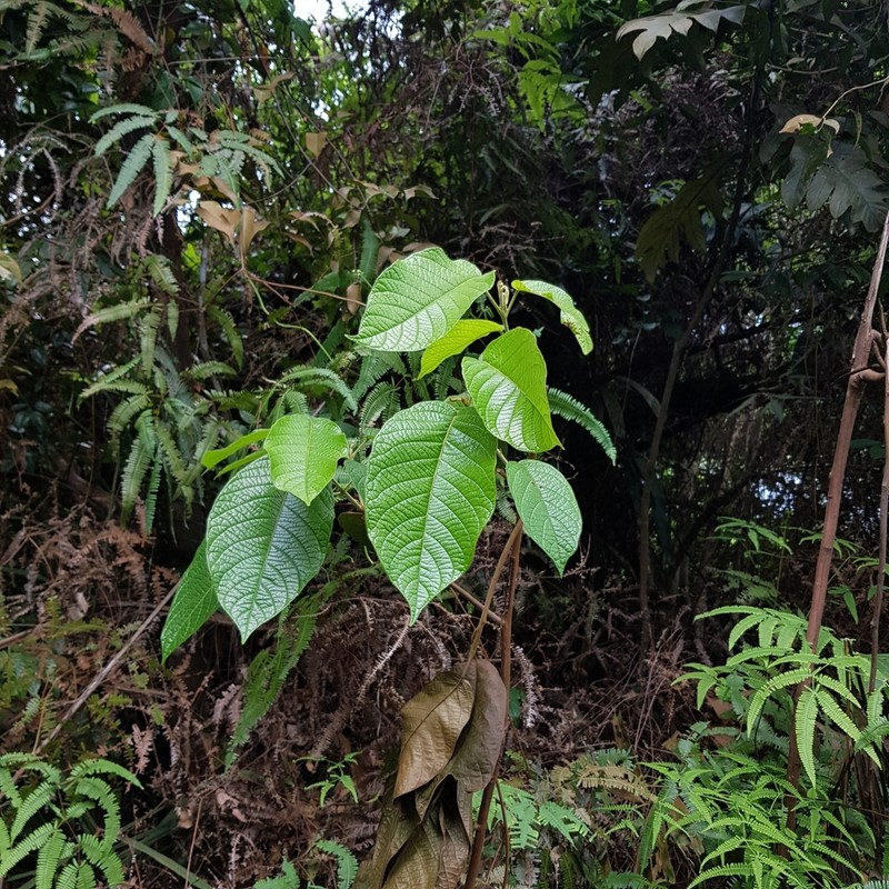Baccaurea polyneura photo 2