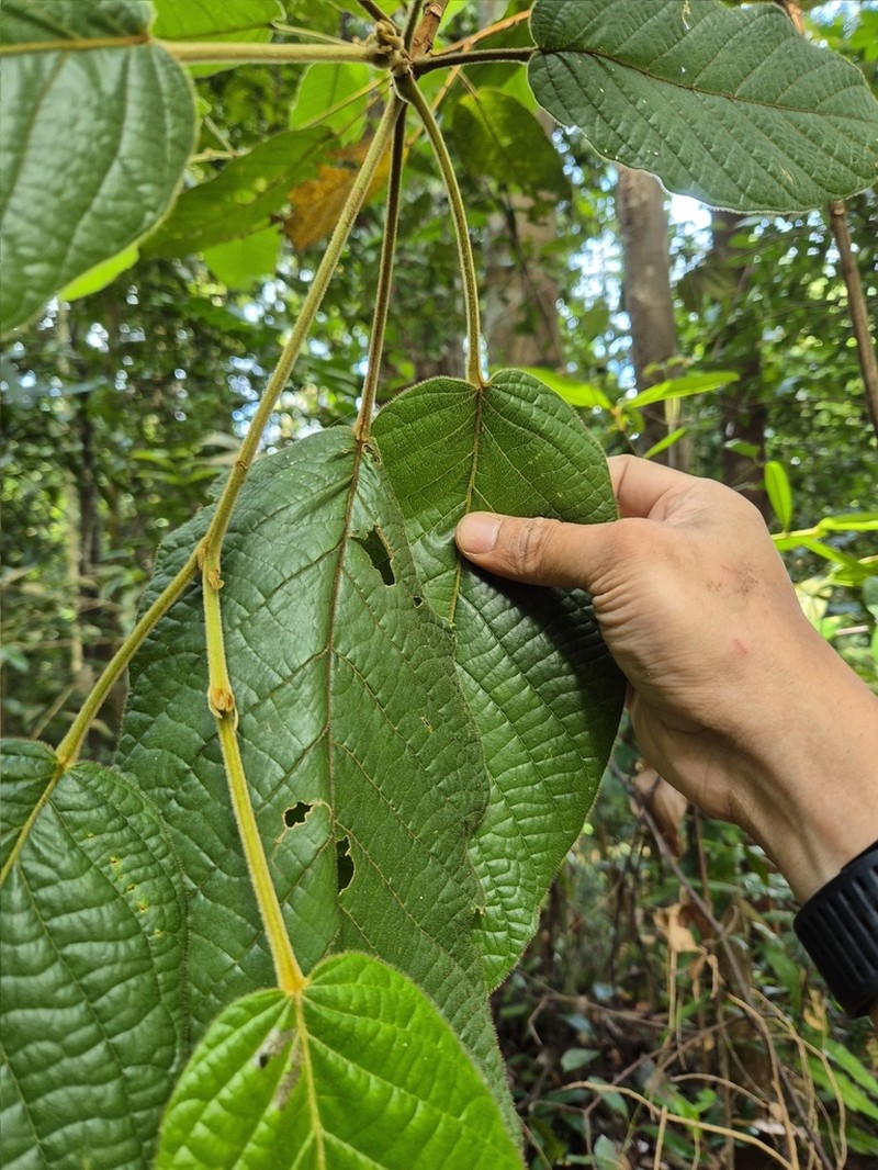 Baccaurea polyneura photo 3