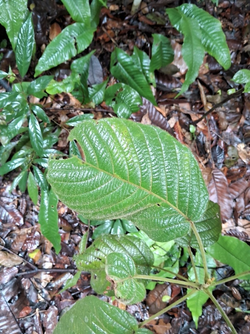 Baccaurea polyneura photo 4