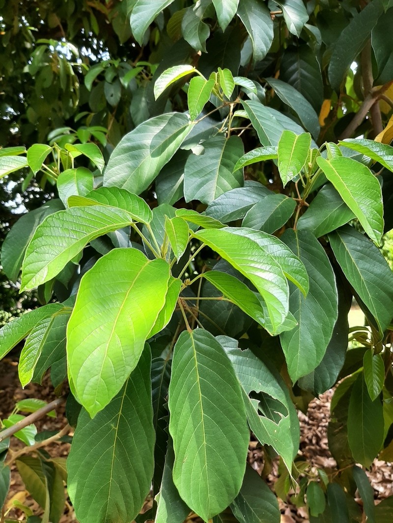 Baccaurea polyneura photo 5