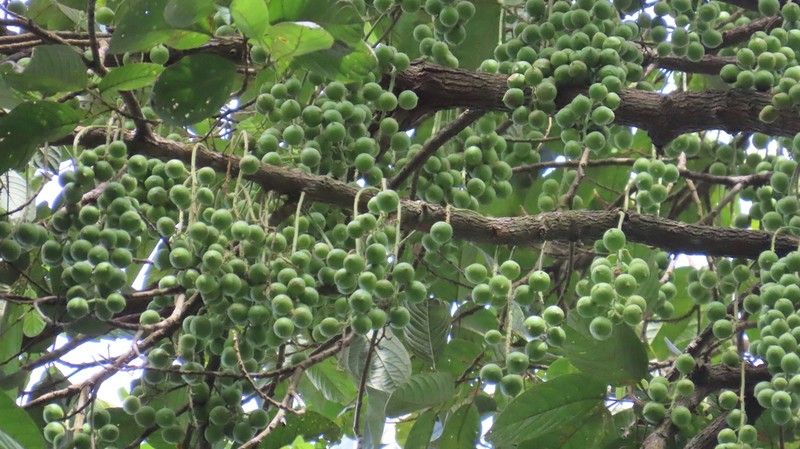 Baccaurea polyneura photo 6