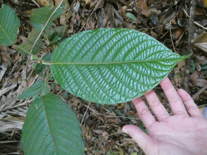 Baccaurea polyneura photo 7