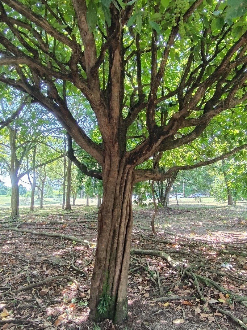 Baccaurea polyneura photo 8