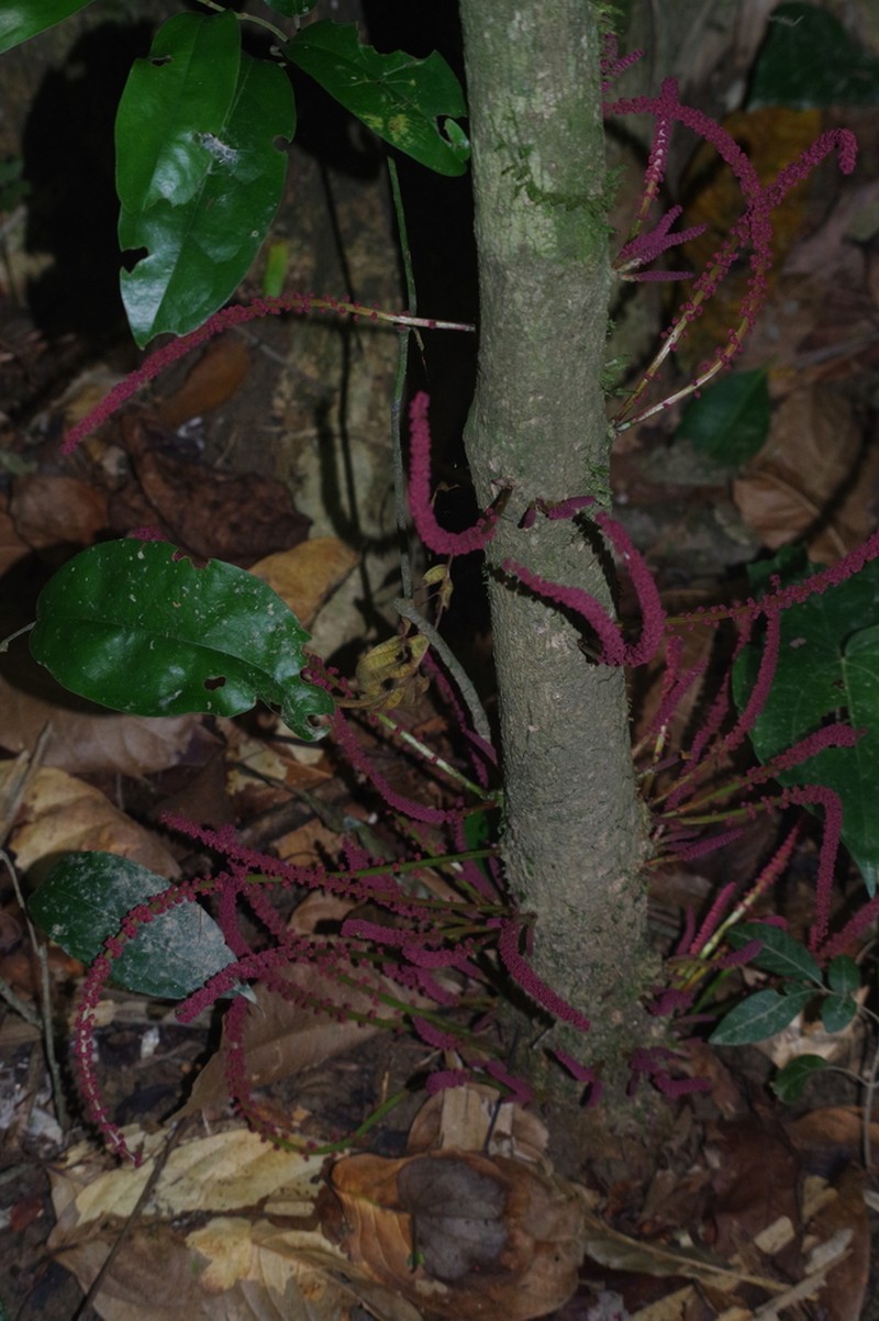 Baccaurea ptychopyxis