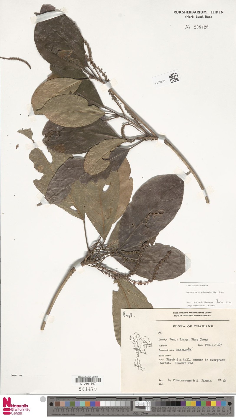 Baccaurea ptychopyxis photo 4