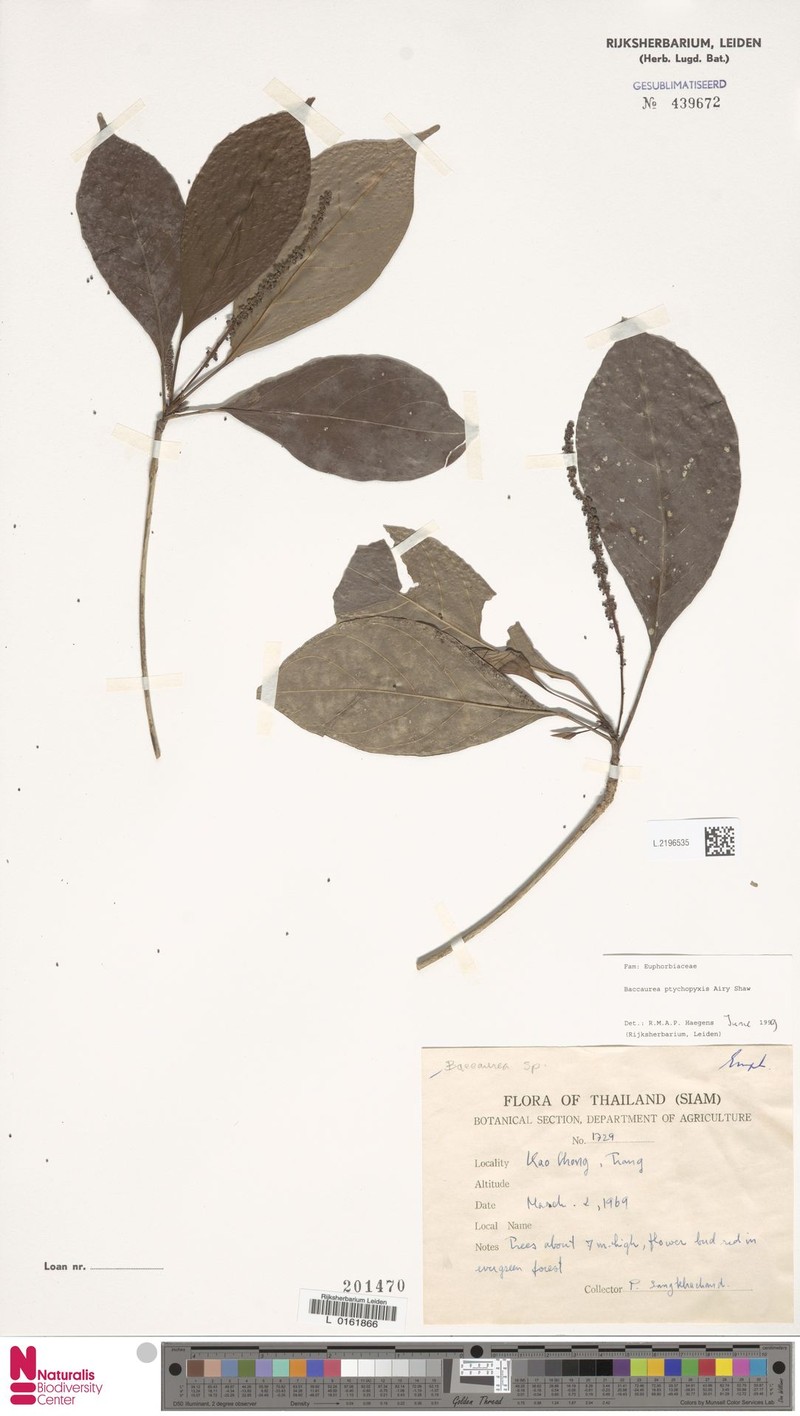 Baccaurea ptychopyxis photo 5