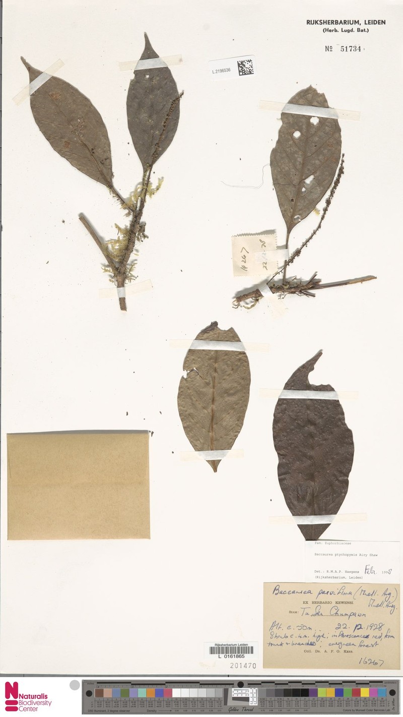 Baccaurea ptychopyxis photo 6