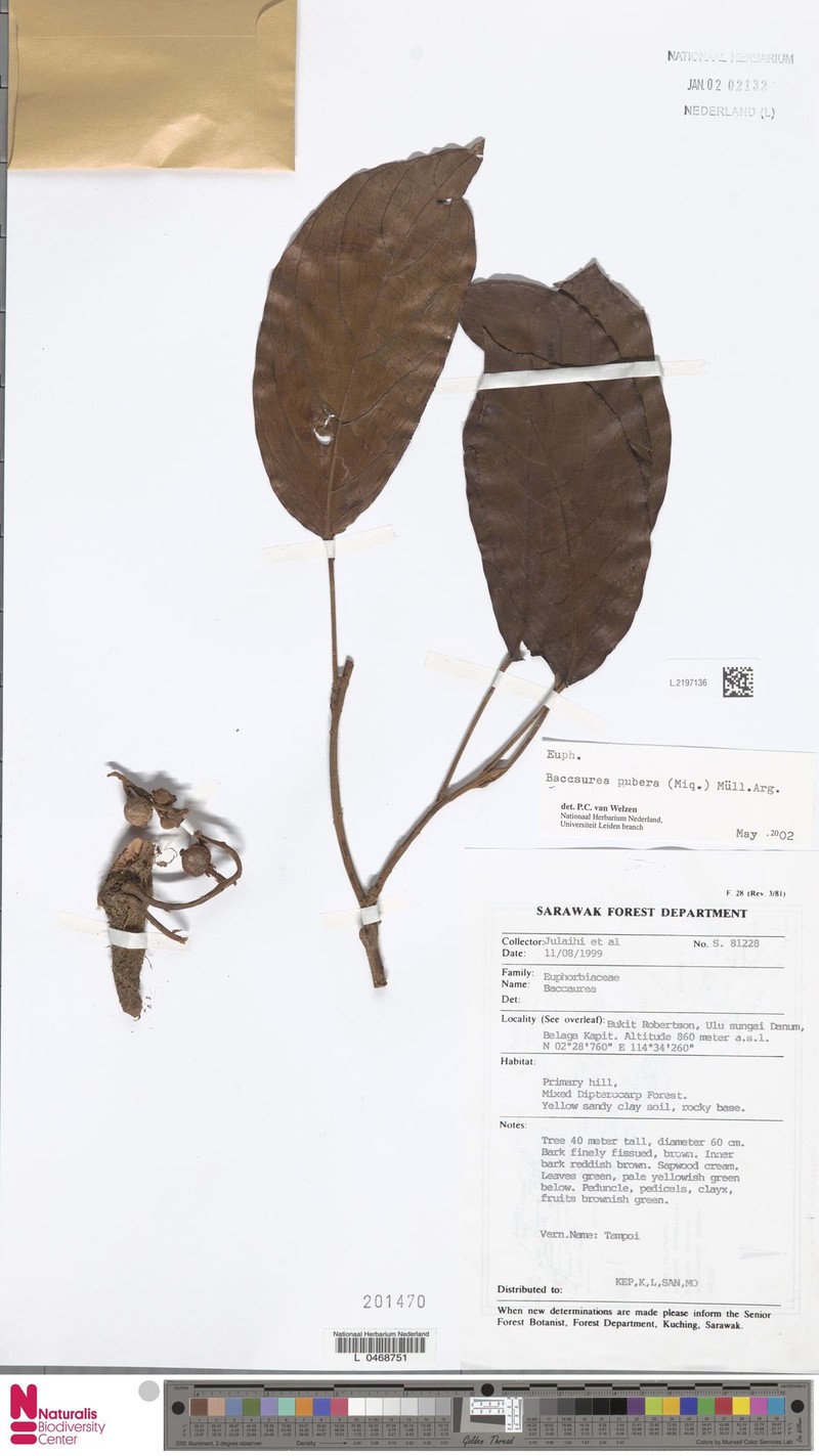 Baccaurea pubera
