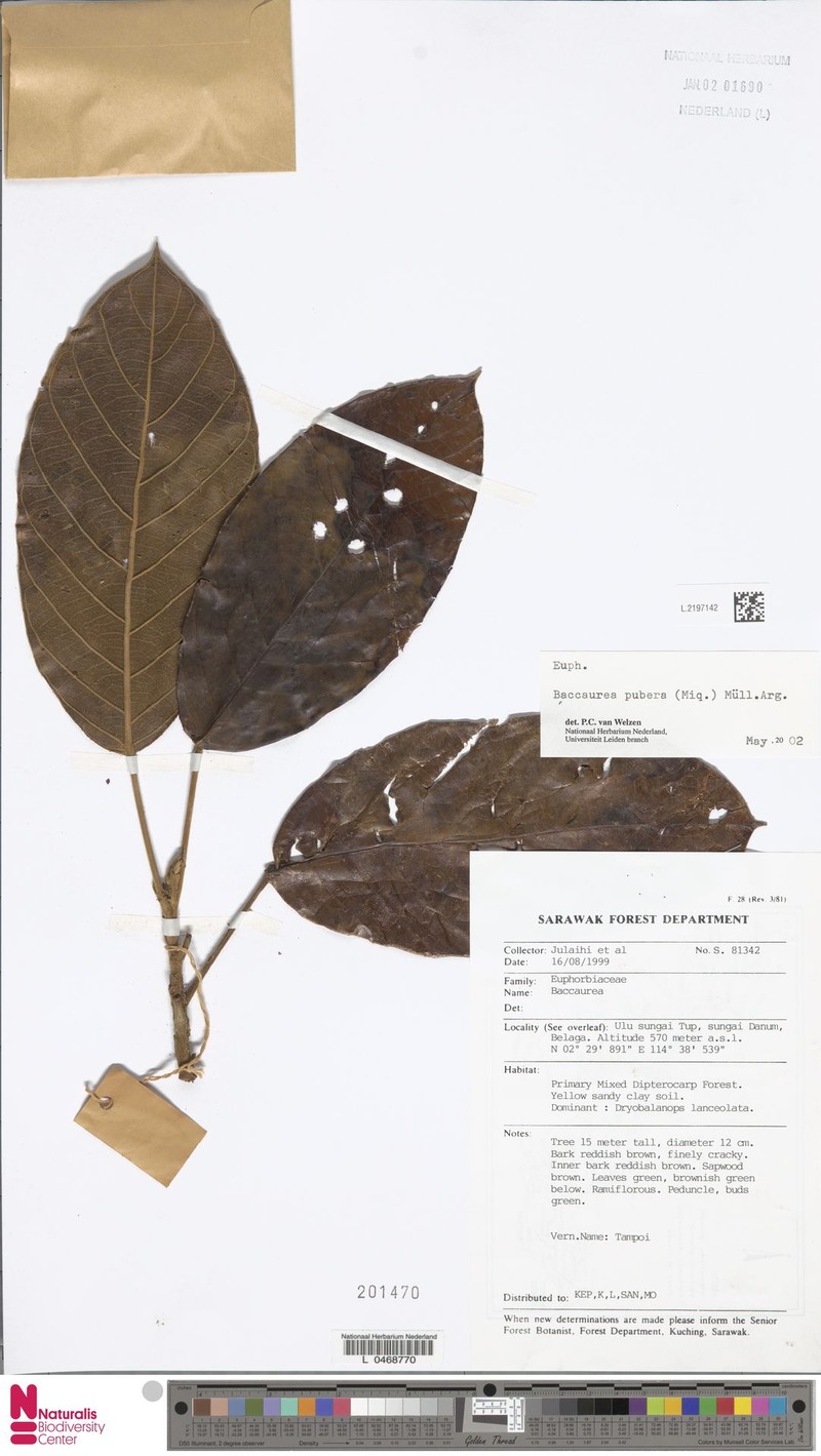 Baccaurea pubera photo 2