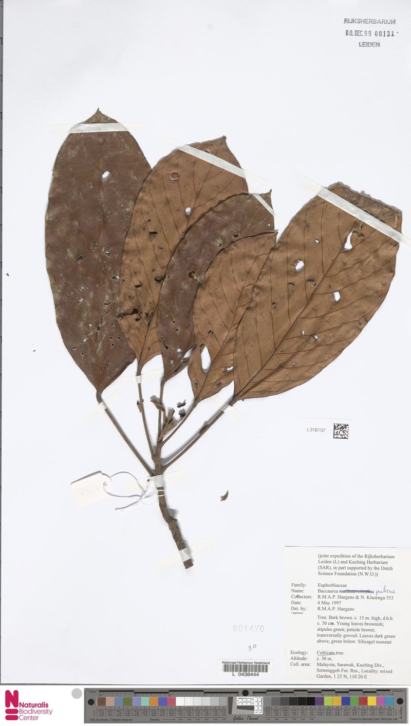 Baccaurea pubera photo 3